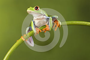 Red Eyed Tree Frog on Bamboo