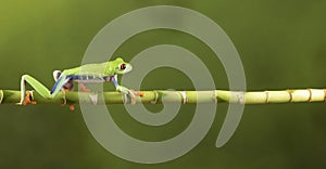 Red Eyed Tree Frog on Bamboo