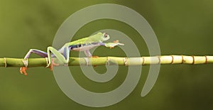 Red Eyed Tree Frog on Bamboo