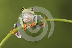 Red Eyed Tree Frog on Bamboo