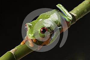 Red Eyed Tree Frog on Bamboo