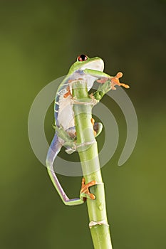 Red Eyed Tree Frog on Bamboo