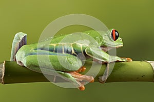 Red Eyed Tree Frog on Bamboo