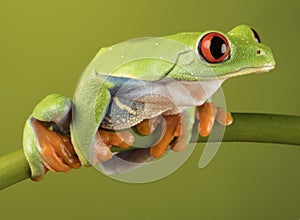 Red Eyed Tree Frog on Bamboo