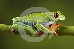 Red Eyed Tree Frog on Bamboo