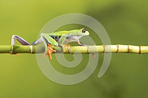 Red Eyed Tree Frog on Bamboo