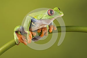 Red Eyed Tree Frog on Bamboo