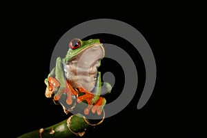 Red eyed tree Frog on bamboo