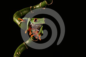 Red eyed tree Frog on bamboo