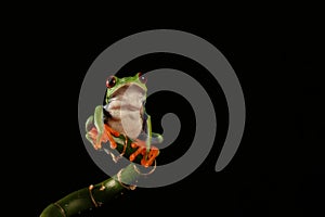 Red eyed tree Frog on bamboo