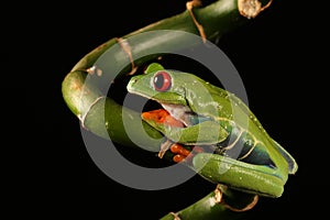 Red eyed tree Frog on bamboo