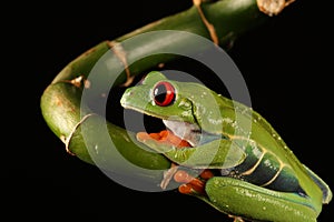 Red eyed tree Frog on bamboo