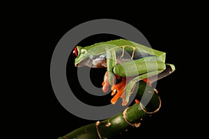 Red eyed tree Frog on bamboo