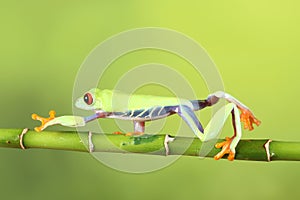 Red eyed tree Frog on bamboo