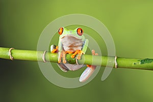 Red eyed tree Frog on bamboo