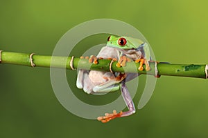 Red eyed tree Frog on bamboo