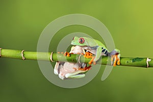 Red eyed tree Frog on bamboo