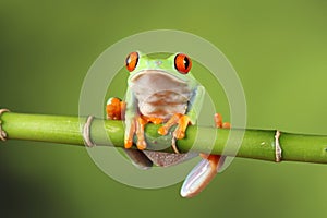 Red eyed tree Frog on bamboo