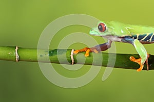 Red eyed tree Frog on bamboo