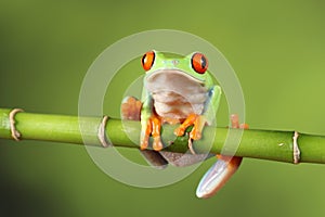 Red eyed tree Frog on bamboo