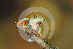 Red eyed tree Frog on bamboo