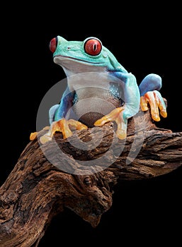 Red-eyed tree frog on branch