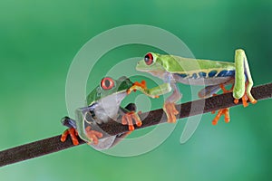 Red-eyed tree frog on branch