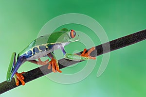 Red-eyed tree frog on branch