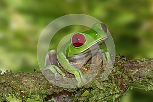 Red-eyed Tree Frog On A Branch