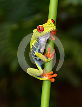 Red eyed tree frog on branch, cahuita, costa rica