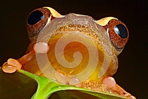 Red eyed tree frog brazil amazon jungle