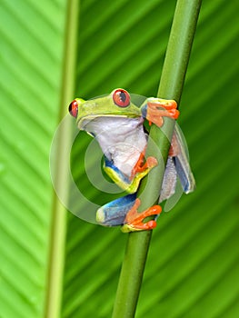 Red eyed tree frog, cahuita, puerto viejo, costa rica