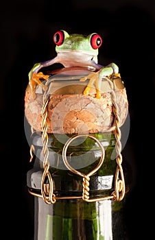 Red eyed tree frog on champagne bottle