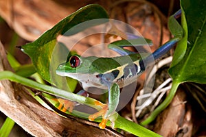 Red-eyed tree frog climbing