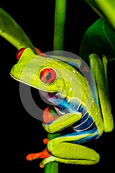 Red-eyed Tree Frog climbing