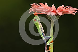 Red eyed tree frog climbing stem of a flower