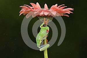 Red eyed tree frog climbing stem of a flower