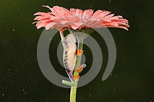 Red eyed tree frog climbing stem of a flower