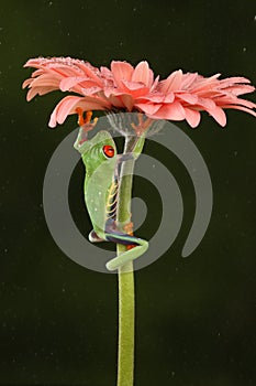 Red eyed tree frog climbing stem of flower