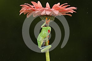 Red eyed tree frog climbing up a flower