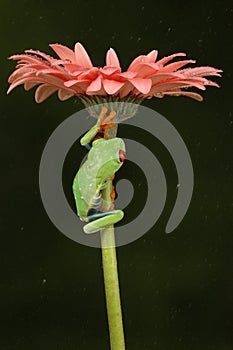 Red eyed tree frog climbing up a flower