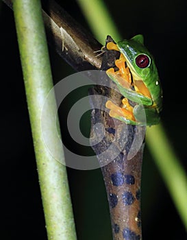 Red-eyed tree frog clinging to plant, night.