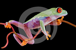 Red-eyed tree frog clinging to vine photo