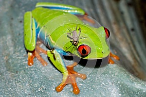 Red Eyed Tree Frog Close up