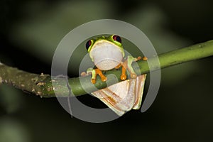 Red Eyed Tree Frog Close Up in Night Jungle