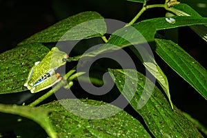 Red-eyed Tree Frog closeup Agalychnis callidryas by night in Costa Rica