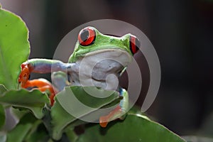 Red-eyed tree frog closeup on branch