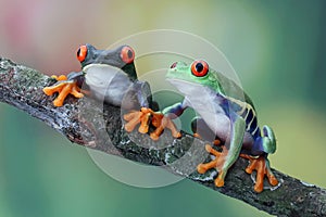 Red-eyed tree frog closeup on branch