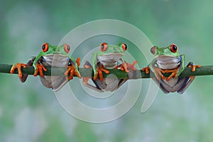 Red-eyed tree frog closeup on branch