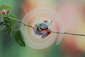 Red-eyed tree frog closeup on branch